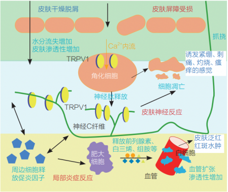 PDRN,恒昱PDRN,PDRN原研专利,PDRN原料 ,PDRN生产,PDRN护肤,三文鱼PDRN,HYPDRN