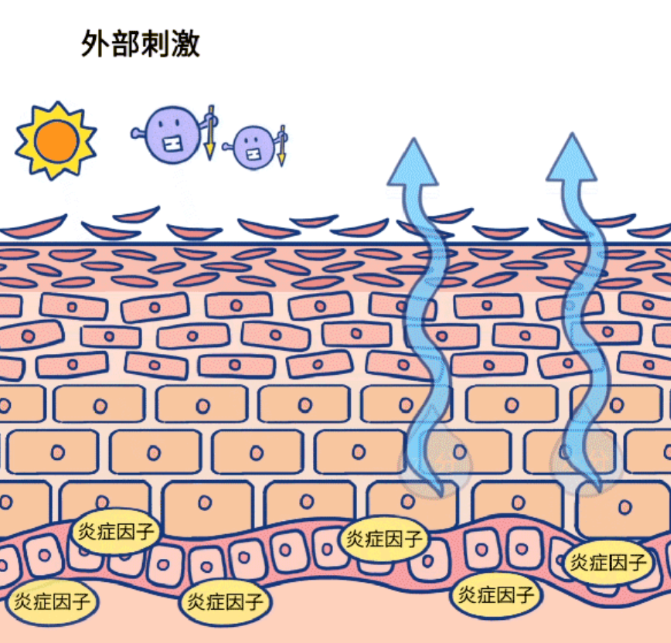 PDRN,恒昱PDRN,PDRN原研专利,PDRN原料 ,PDRN生产,PDRN护肤,三文鱼PDRN,HYPDRN,PDRN化妆品
